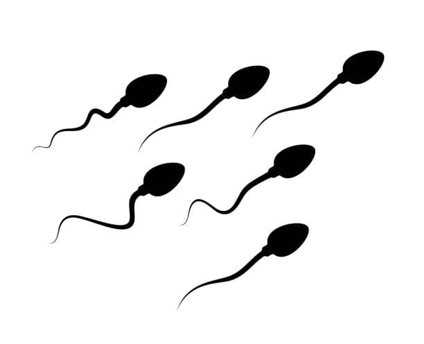 Sperm Count