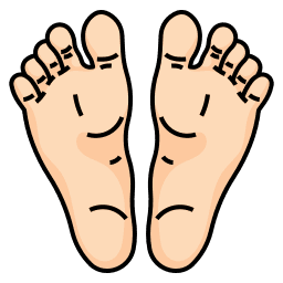 Foot Structure